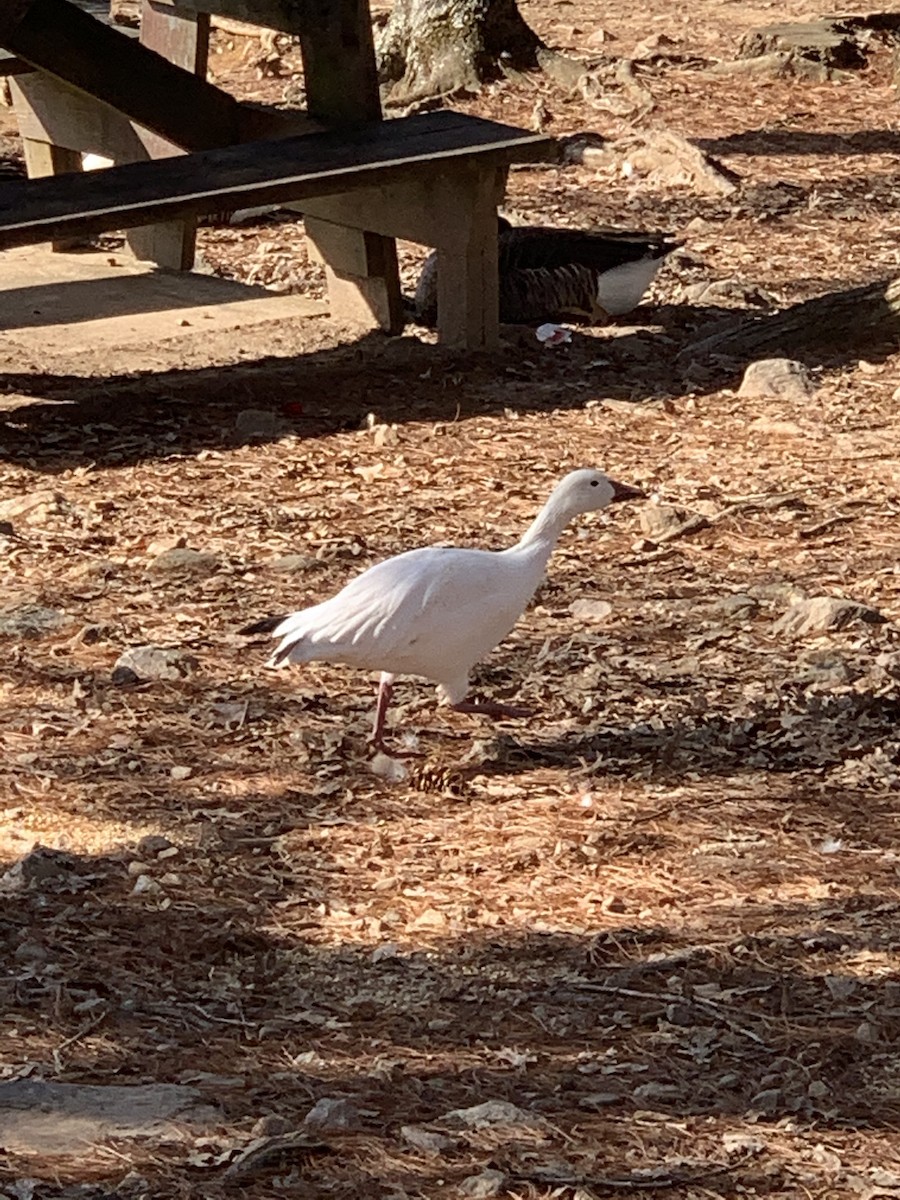 Snow Goose - Aaron Steed