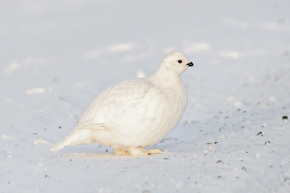 Willow Ptarmigan - Vicki St Germaine