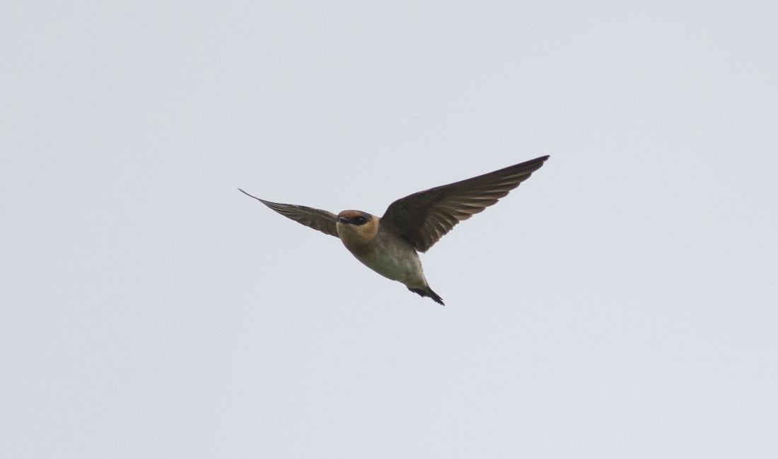 Cave Swallow - ML28661051