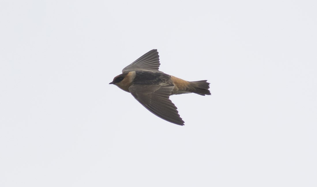 Cave Swallow - ML28661061