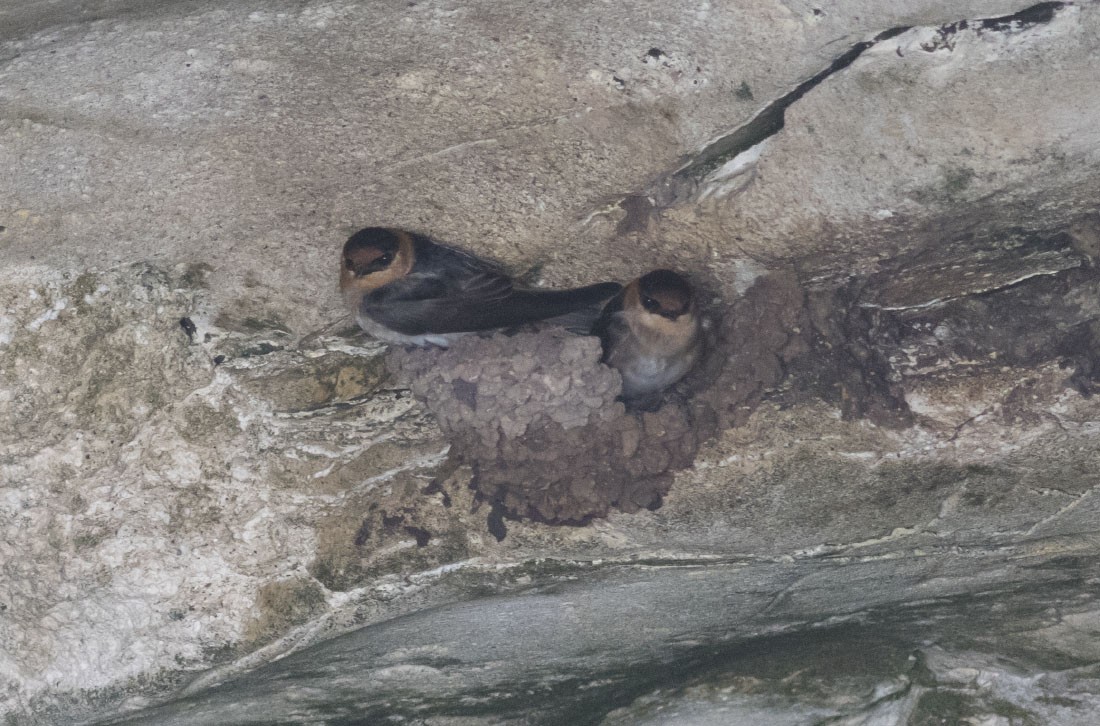Cave Swallow - ML28661071