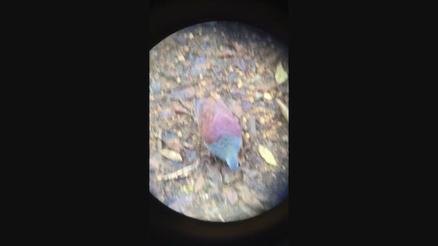 Buff-fronted Quail-Dove - ML286612321