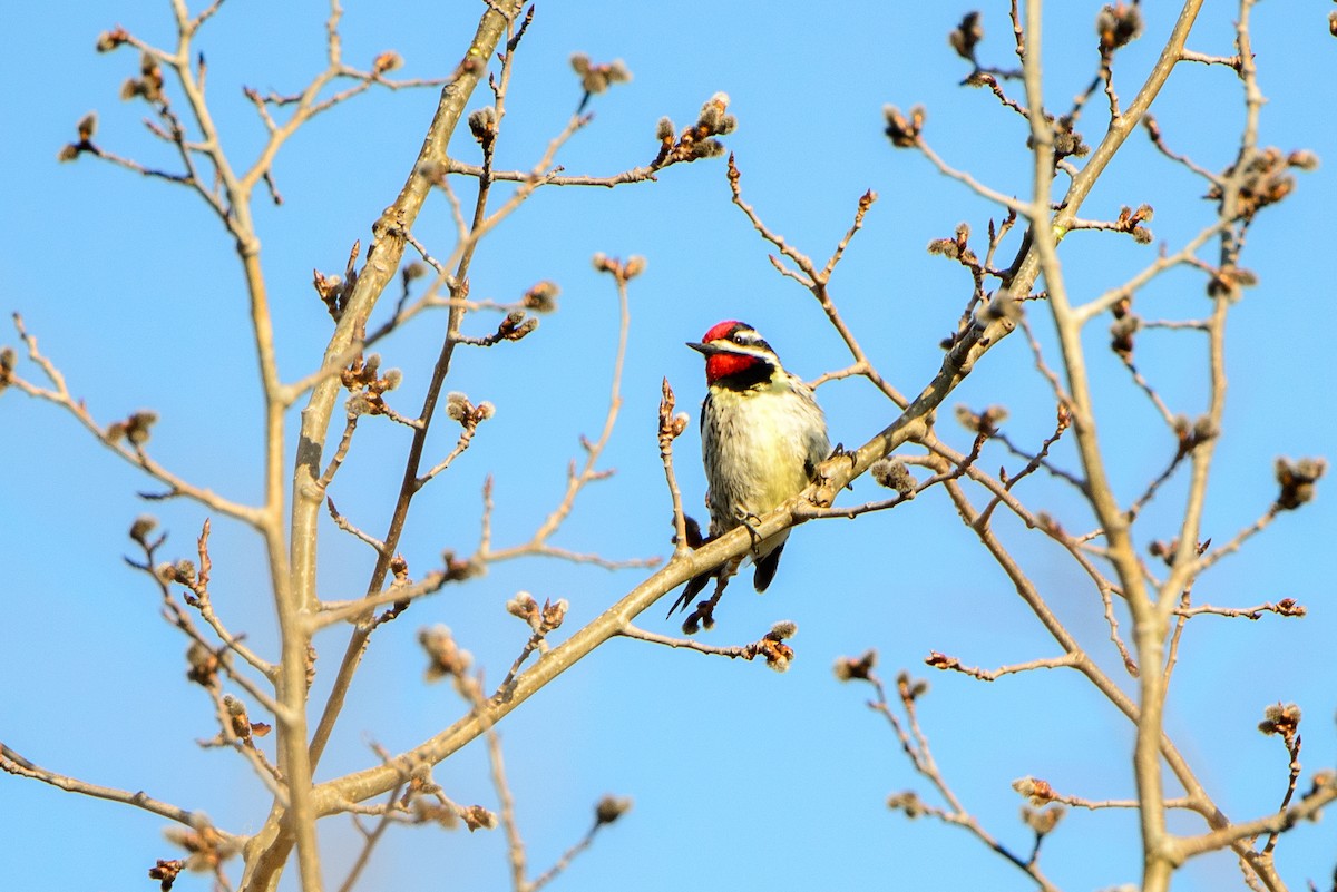 Yellow-bellied Sapsucker - Vicki St Germaine