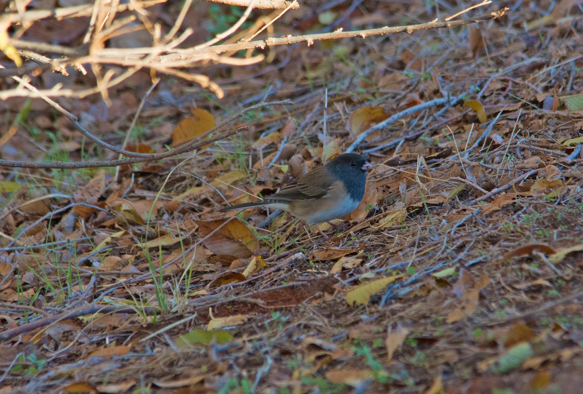 Dark-eyed Junco (Oregon) - ML286614111