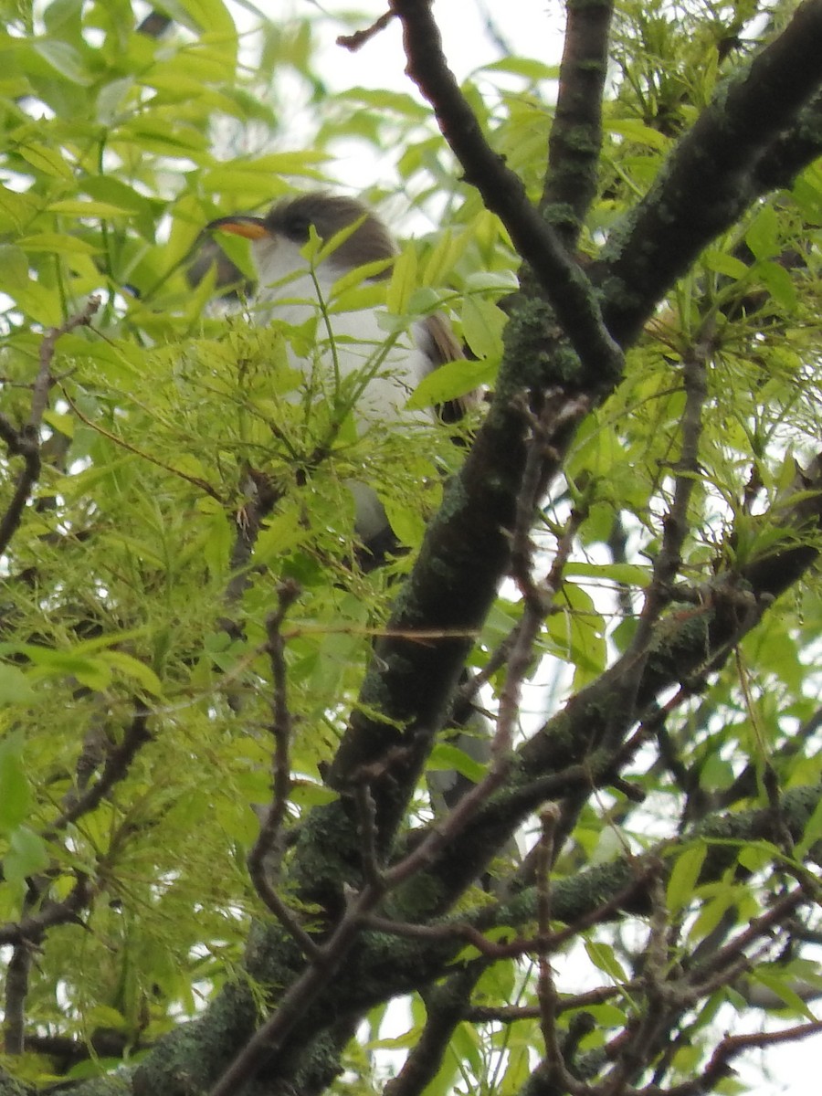 Yellow-billed Cuckoo - ML28661451