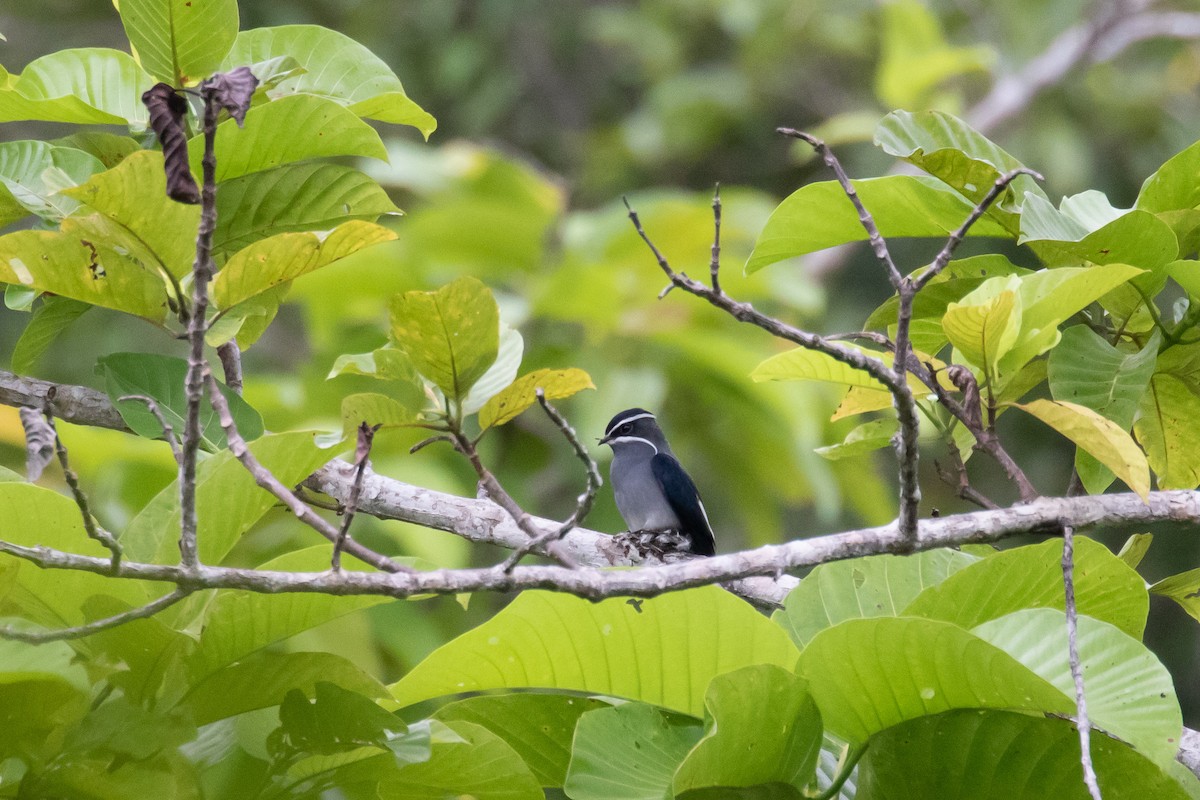 Moustached Treeswift - Maximilian Modl