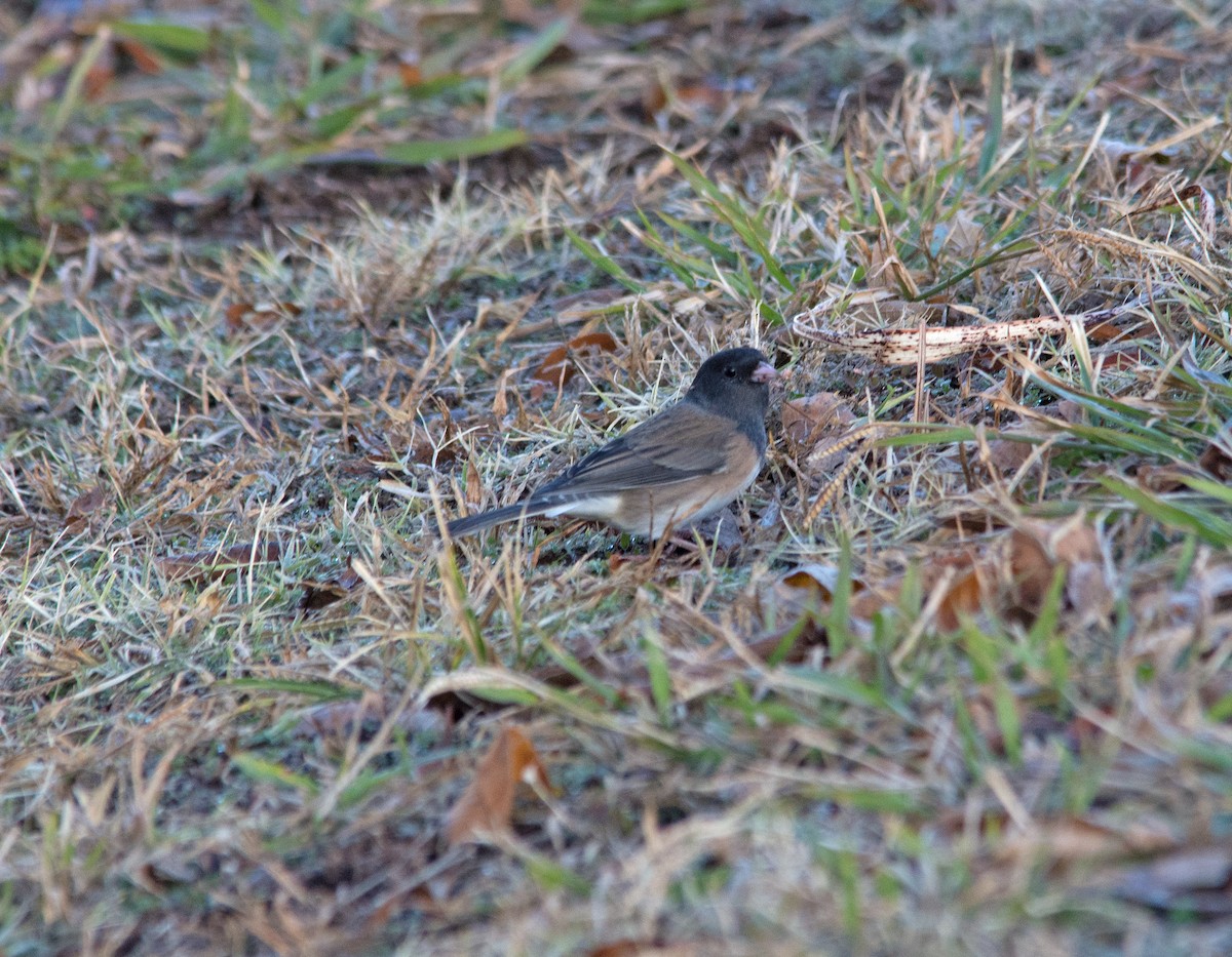 strnadec zimní (ssp. cismontanus) - ML286615401