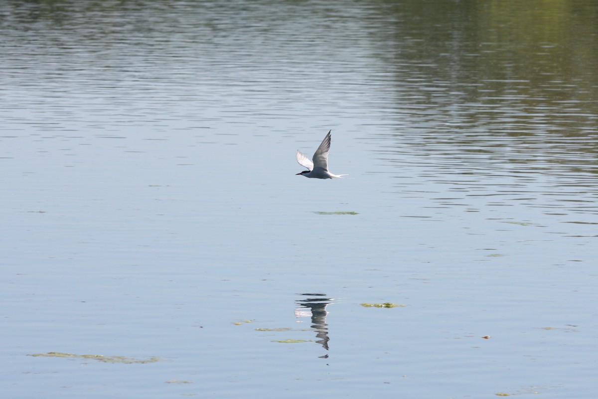 Common Tern - ML286615831