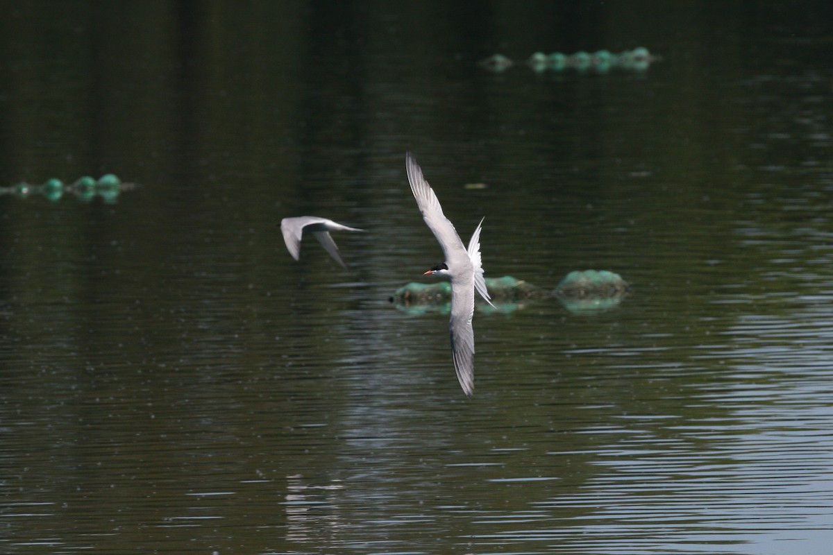 Common Tern - ML286615861