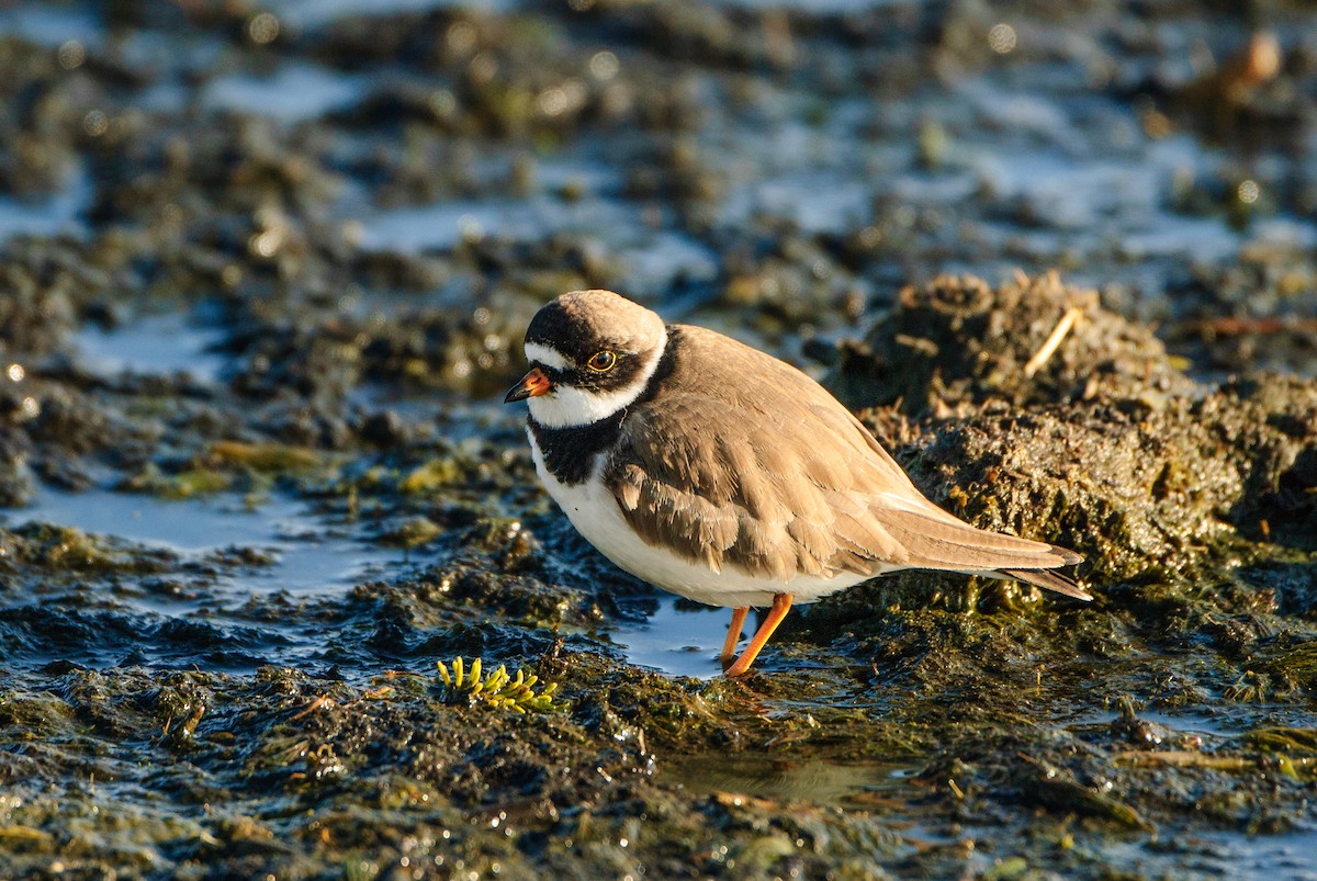 Semipalmated Plover - ML286616121