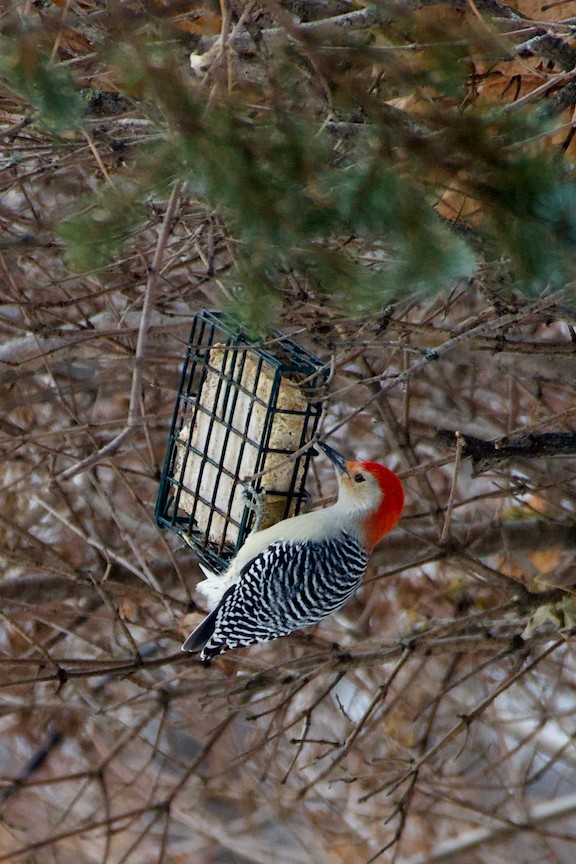 Red-bellied Woodpecker - Patrice Babeux