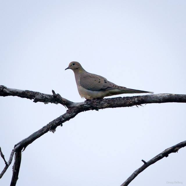 Mourning Dove - Doug DeBug