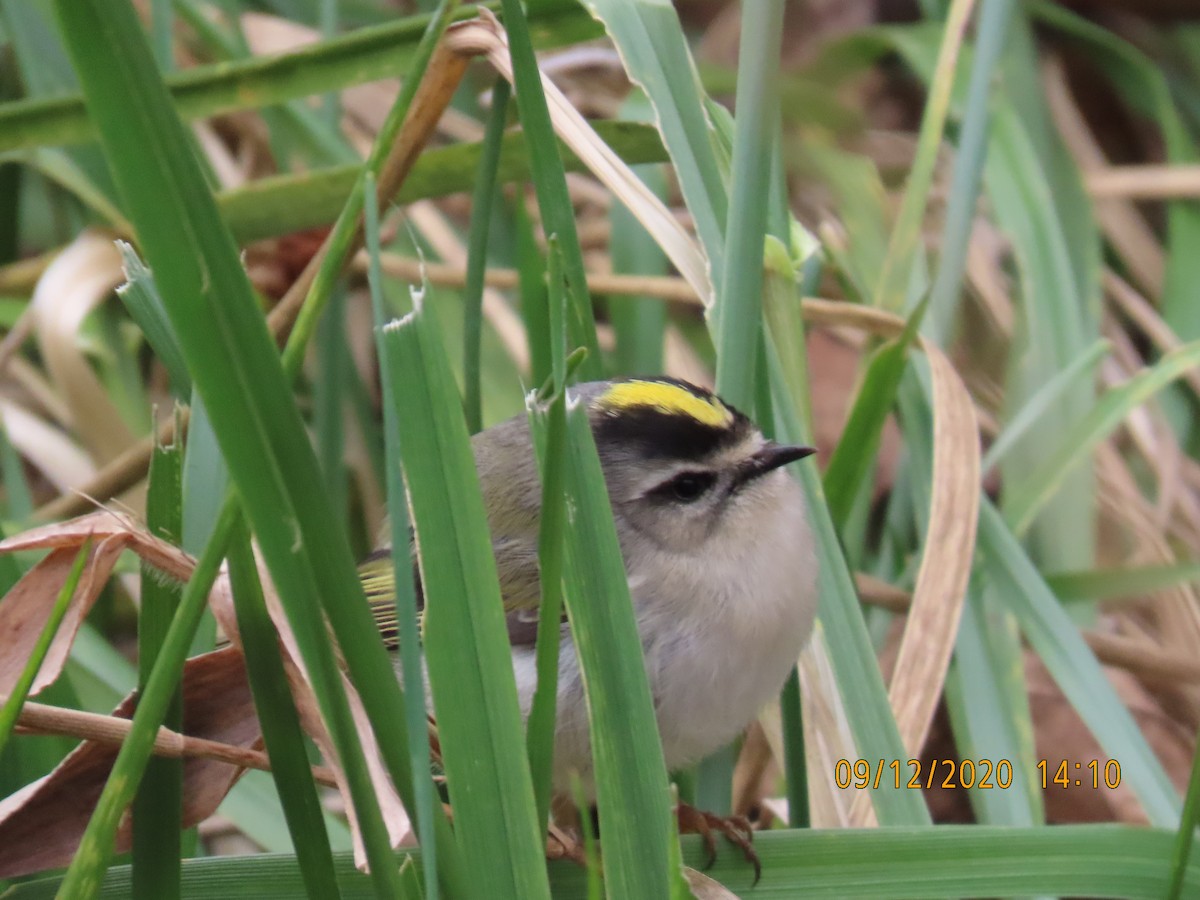 Golden-crowned Kinglet - ML286621501