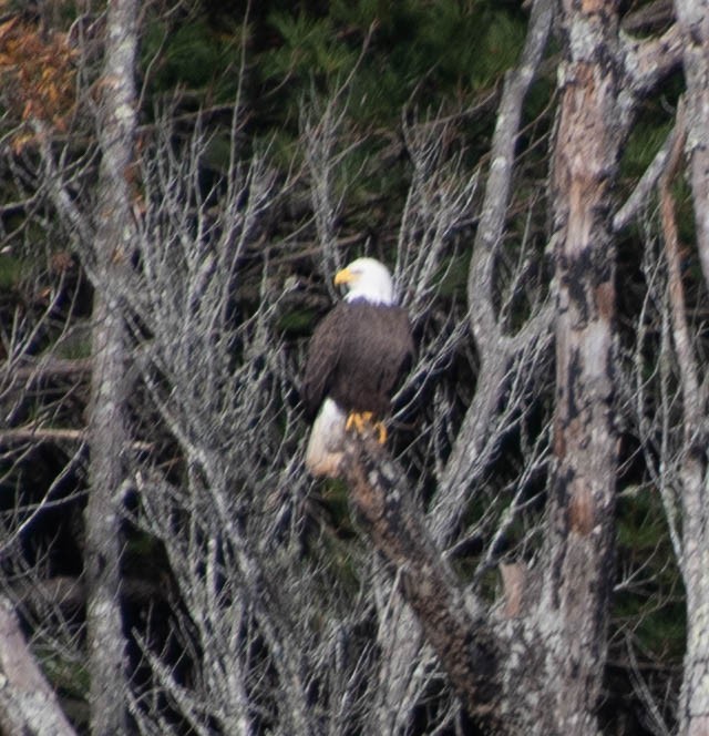 Bald Eagle - ML286623561