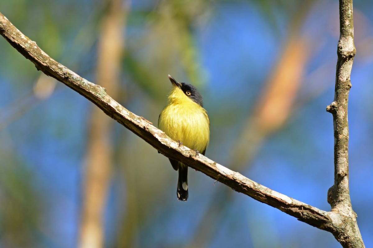 Common Tody-Flycatcher - Dante Gabriel Moresco