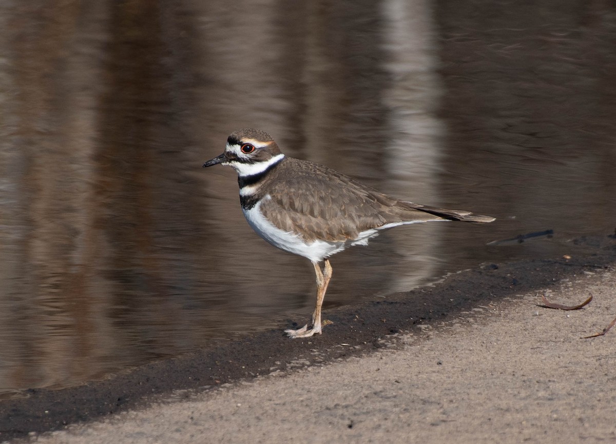 Killdeer - ML286624971