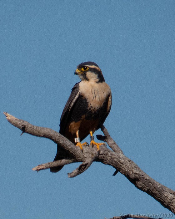 Aplomado Falcon - ML286625141