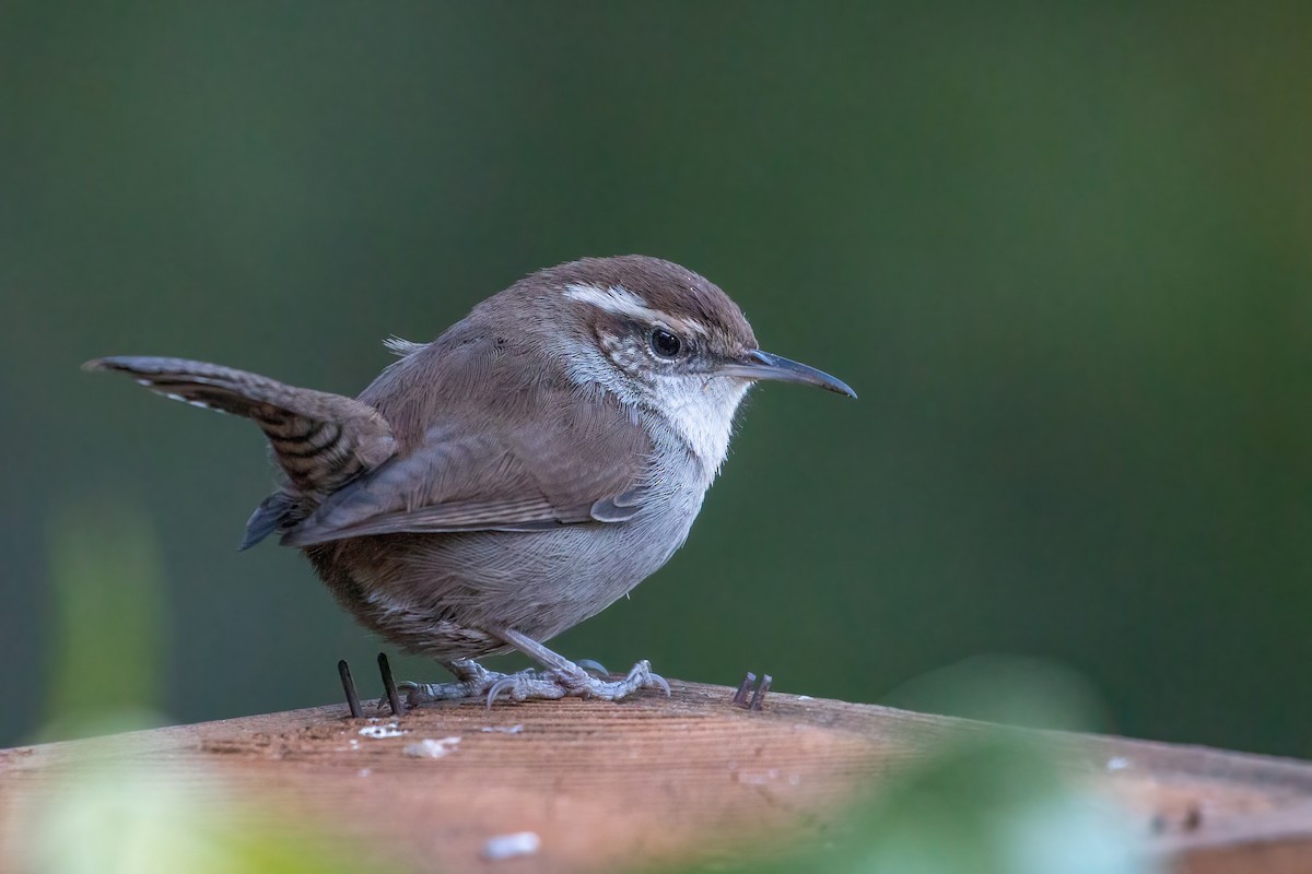 Bewick's Wren (spilurus Group) - ML286627871