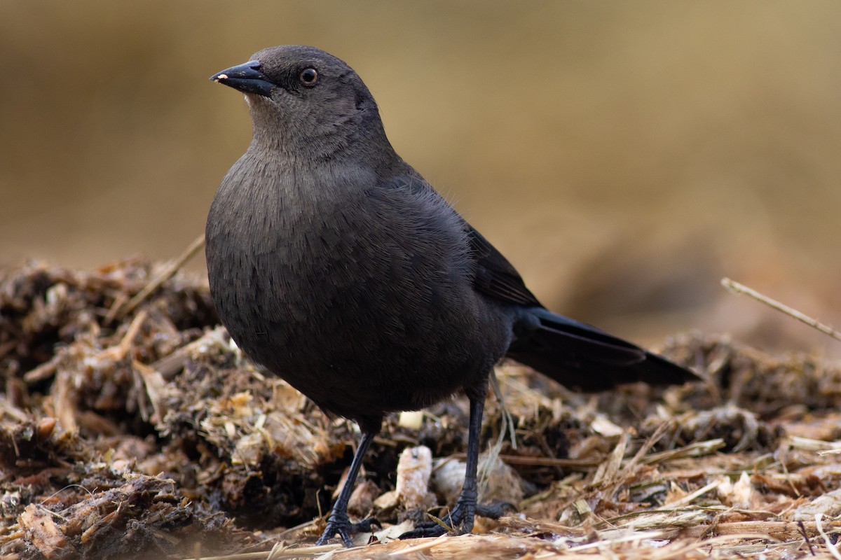 Brewer's Blackbird - ML286628521