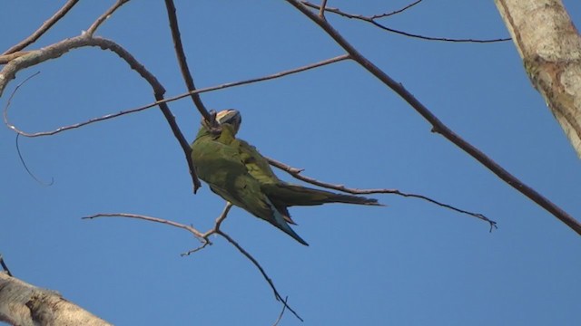 Chestnut-fronted Macaw - ML286629461