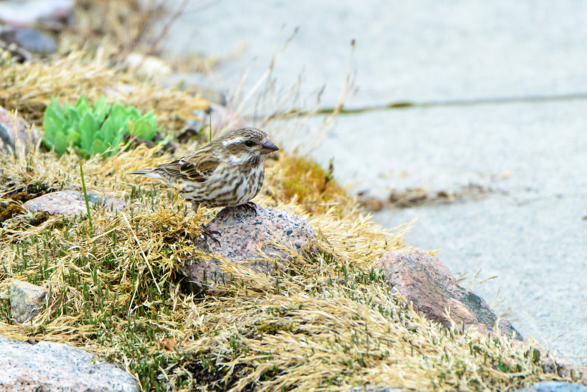 Purple Finch - ML286629561