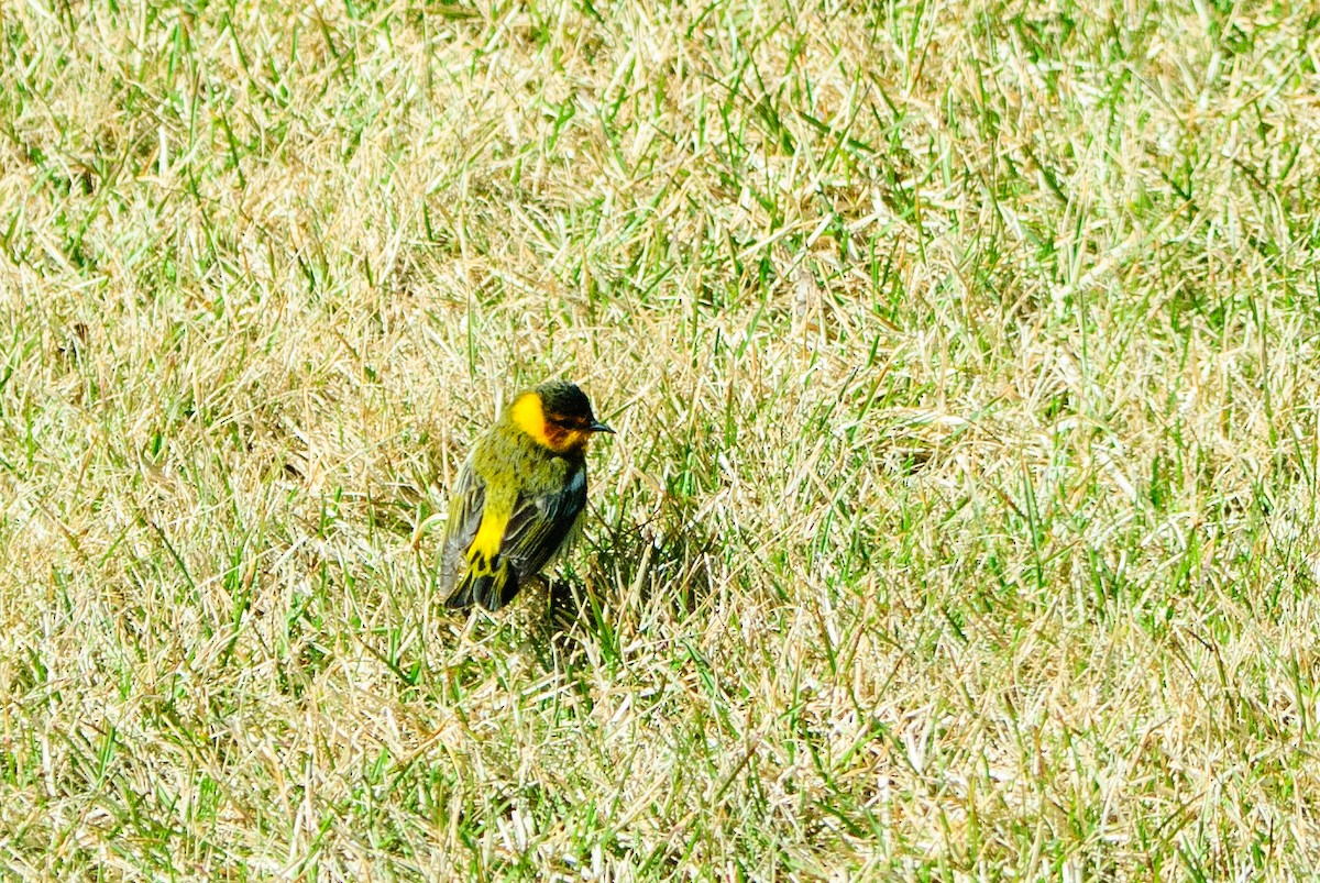 Cape May Warbler - Vicki St Germaine