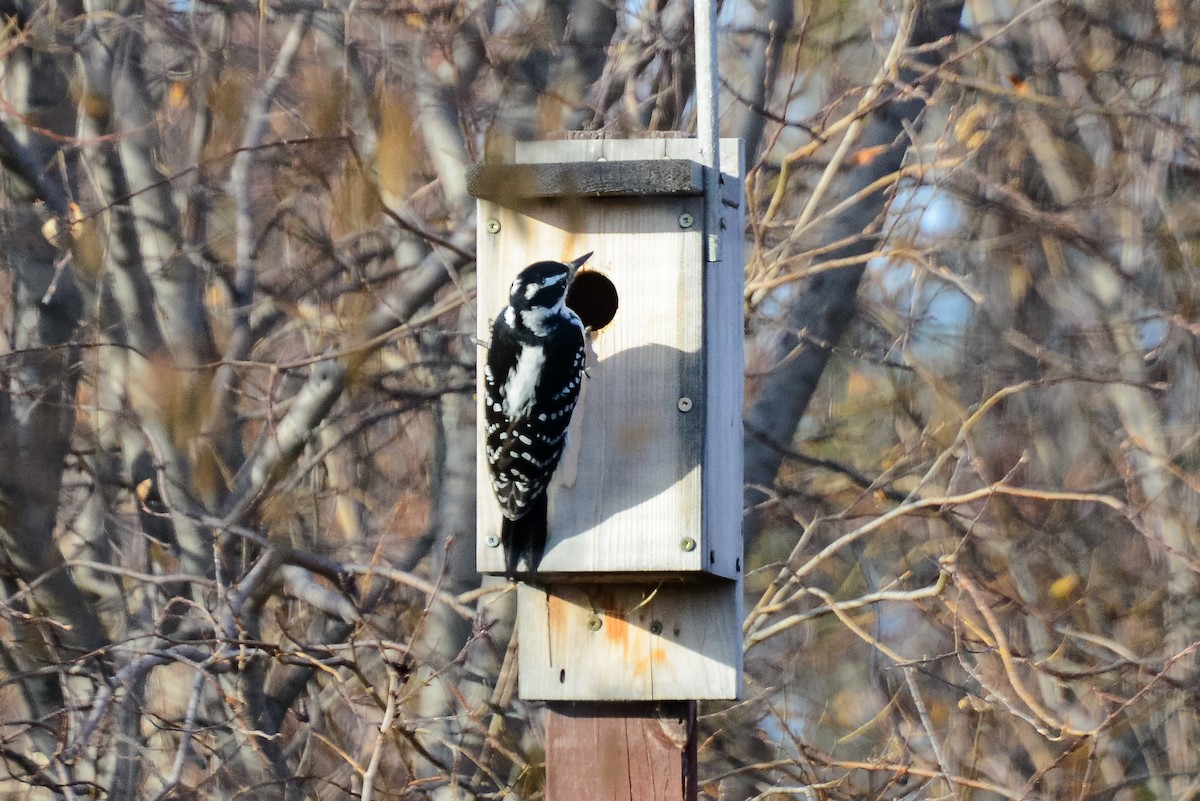 Hairy Woodpecker - ML286630611