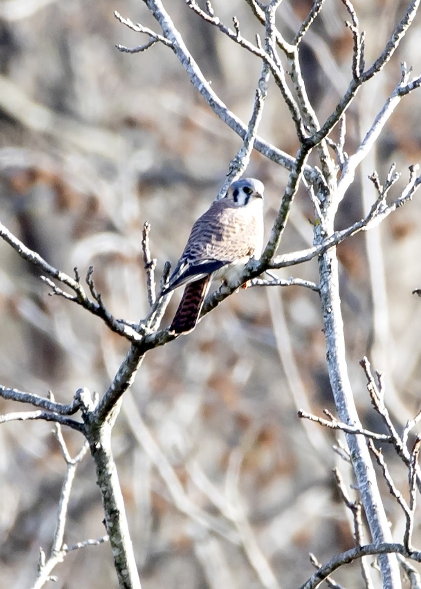 American Kestrel - ML286630811