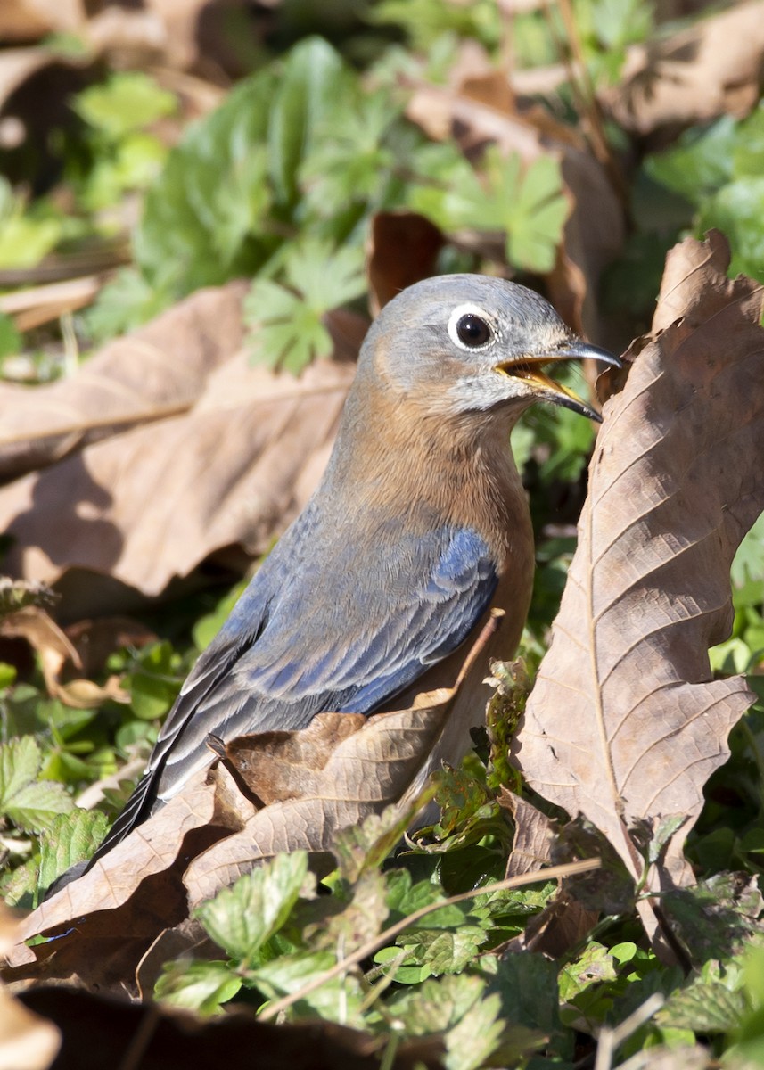 Eastern Bluebird - ML286631011