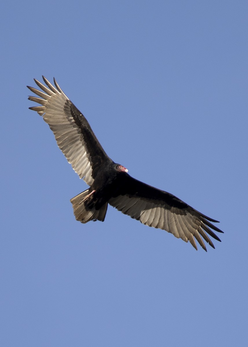 Turkey Vulture - ML286631111