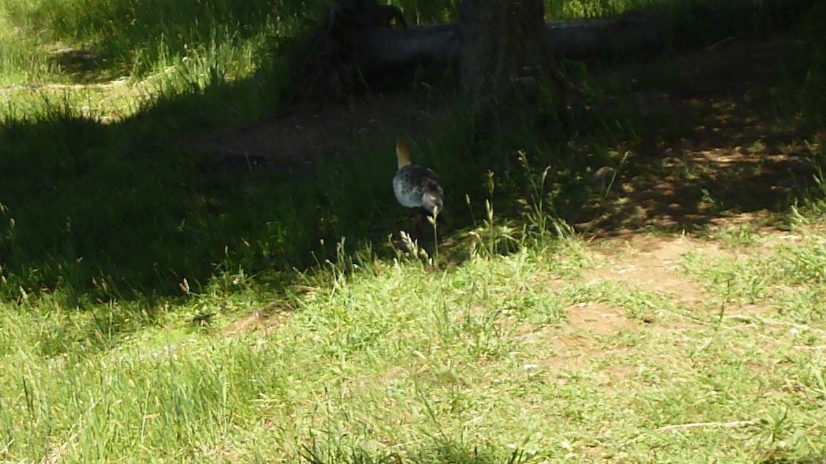 Black-faced Ibis - ML286631281