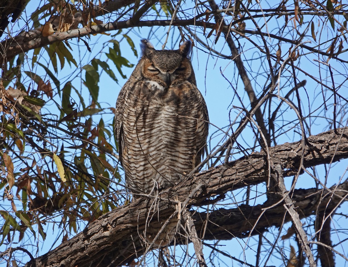 Great Horned Owl - Cathy Beck