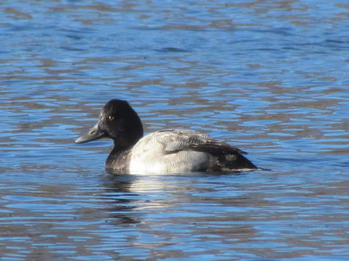 Lesser Scaup - ML286631521