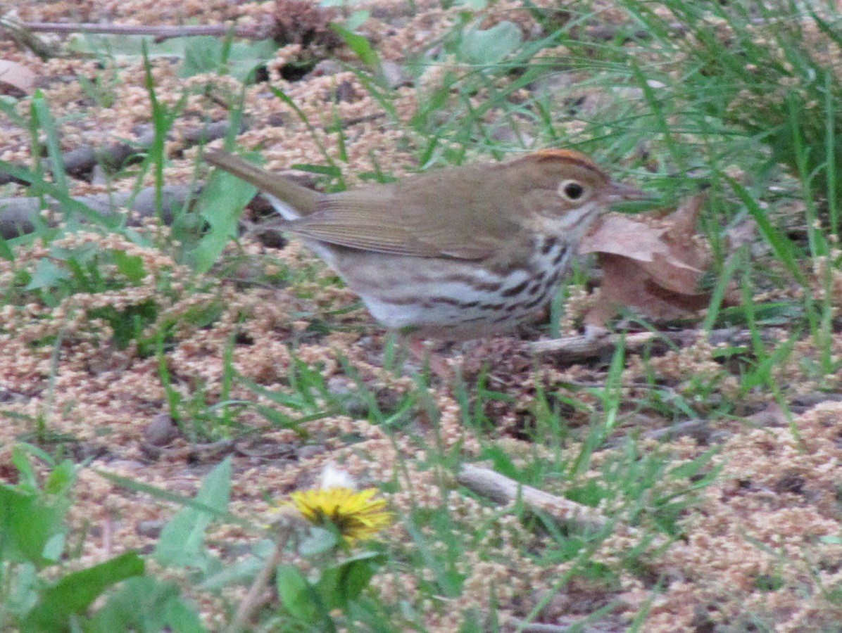 Ovenbird - ML28663211