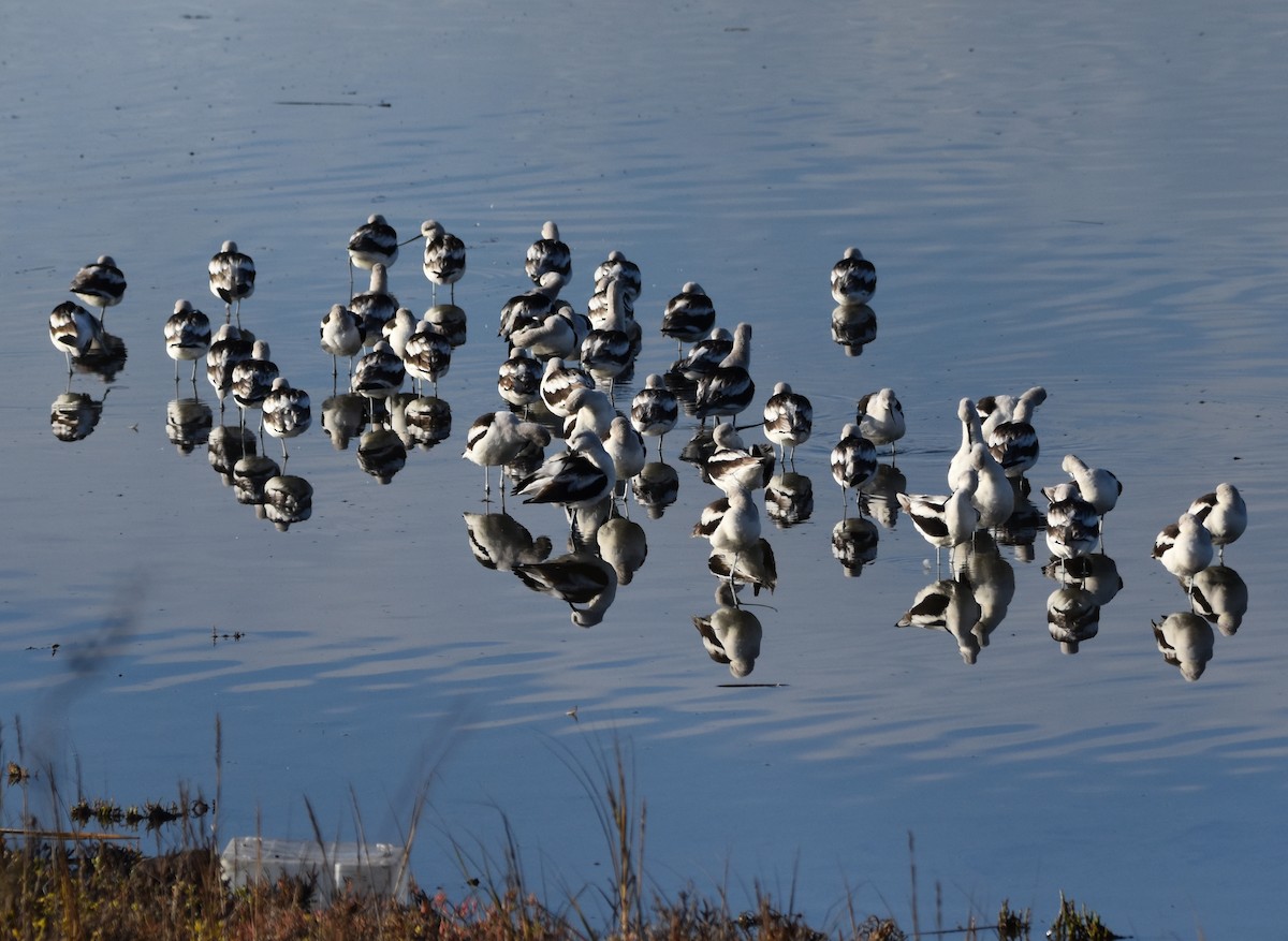 American Avocet - Caitlin Morrow