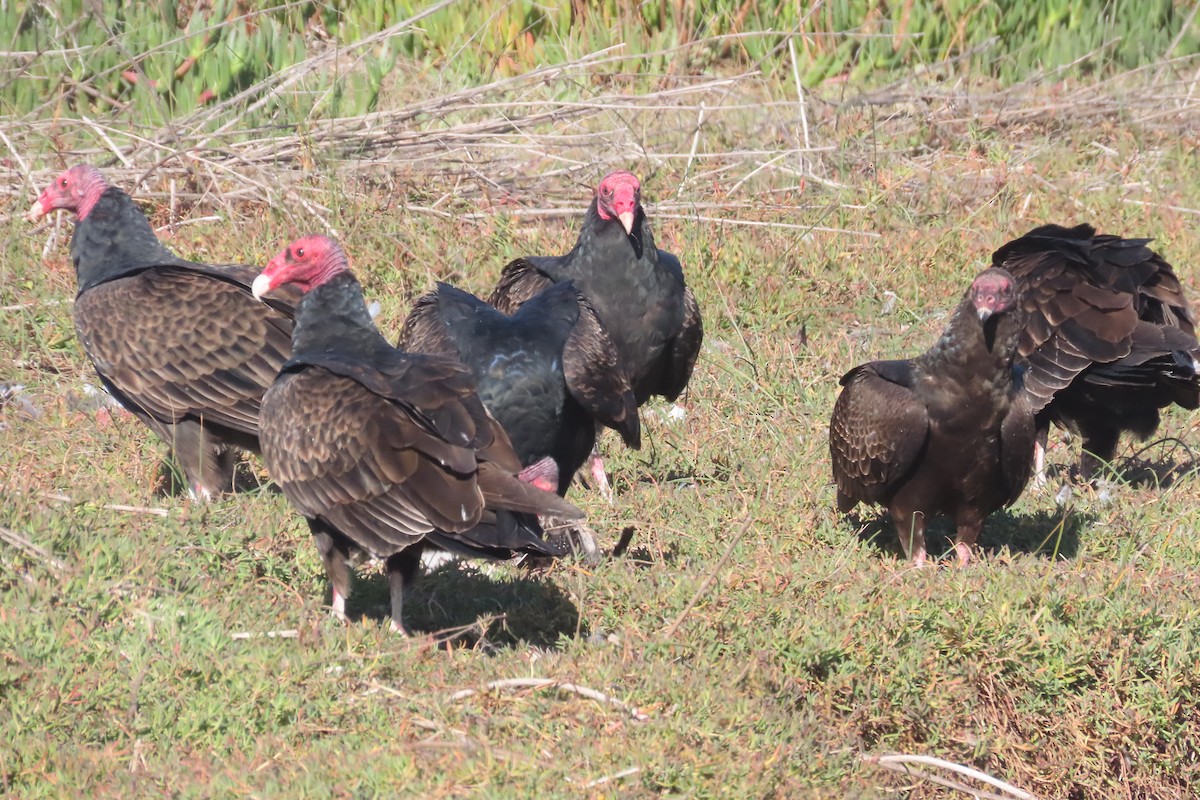 Turkey Vulture - Carol Comeau