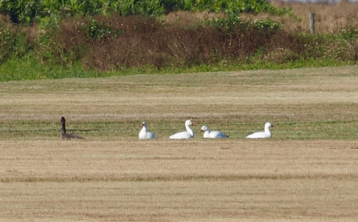 Snow Goose - ML286635541