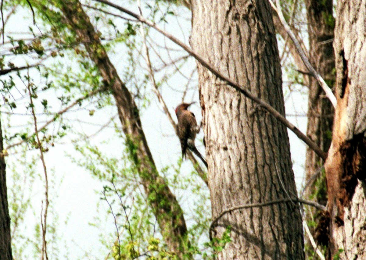 Northern Flicker (Yellow-shafted) - ML28663711