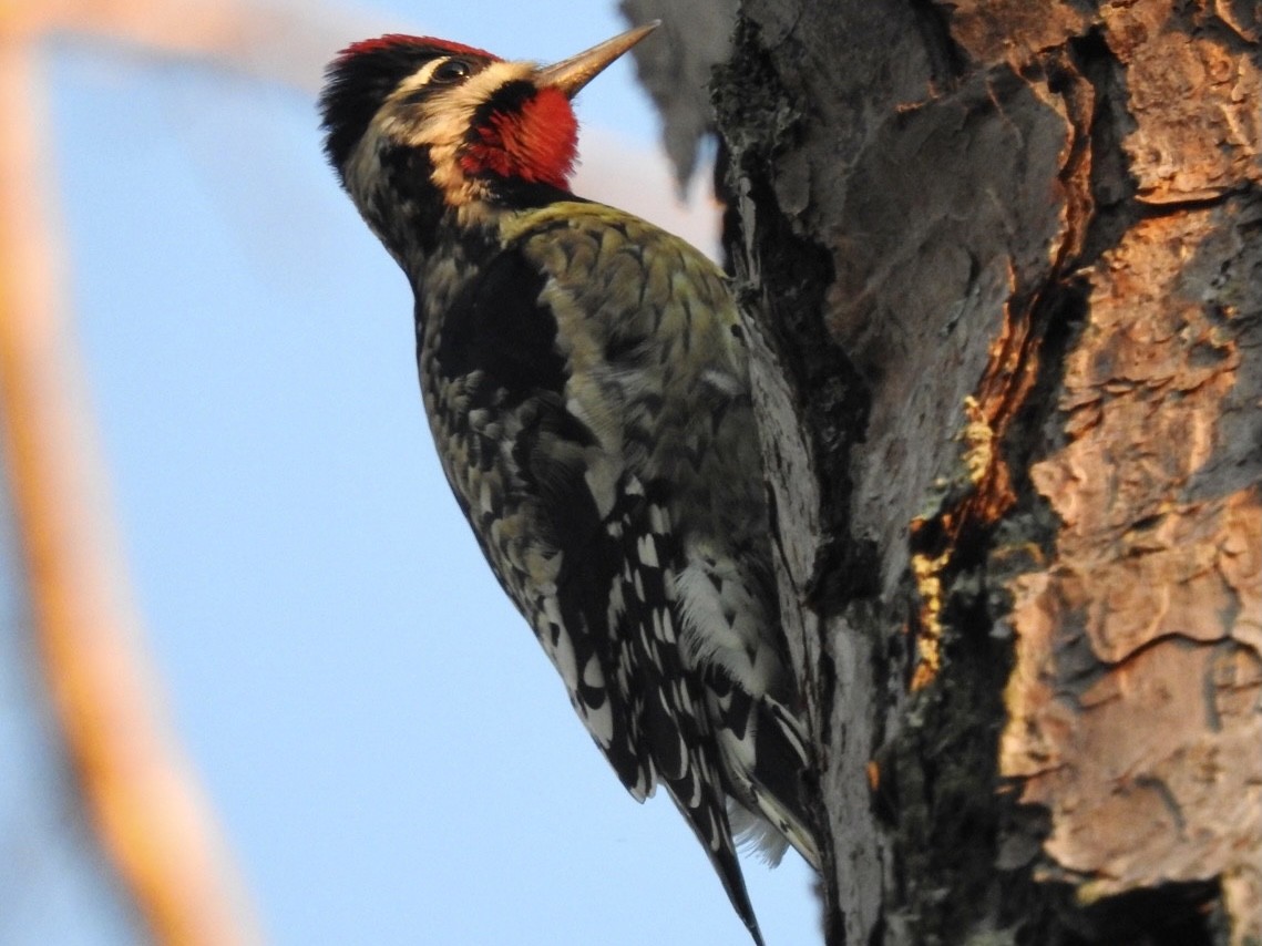 Yellow-bellied Sapsucker - ML286639011