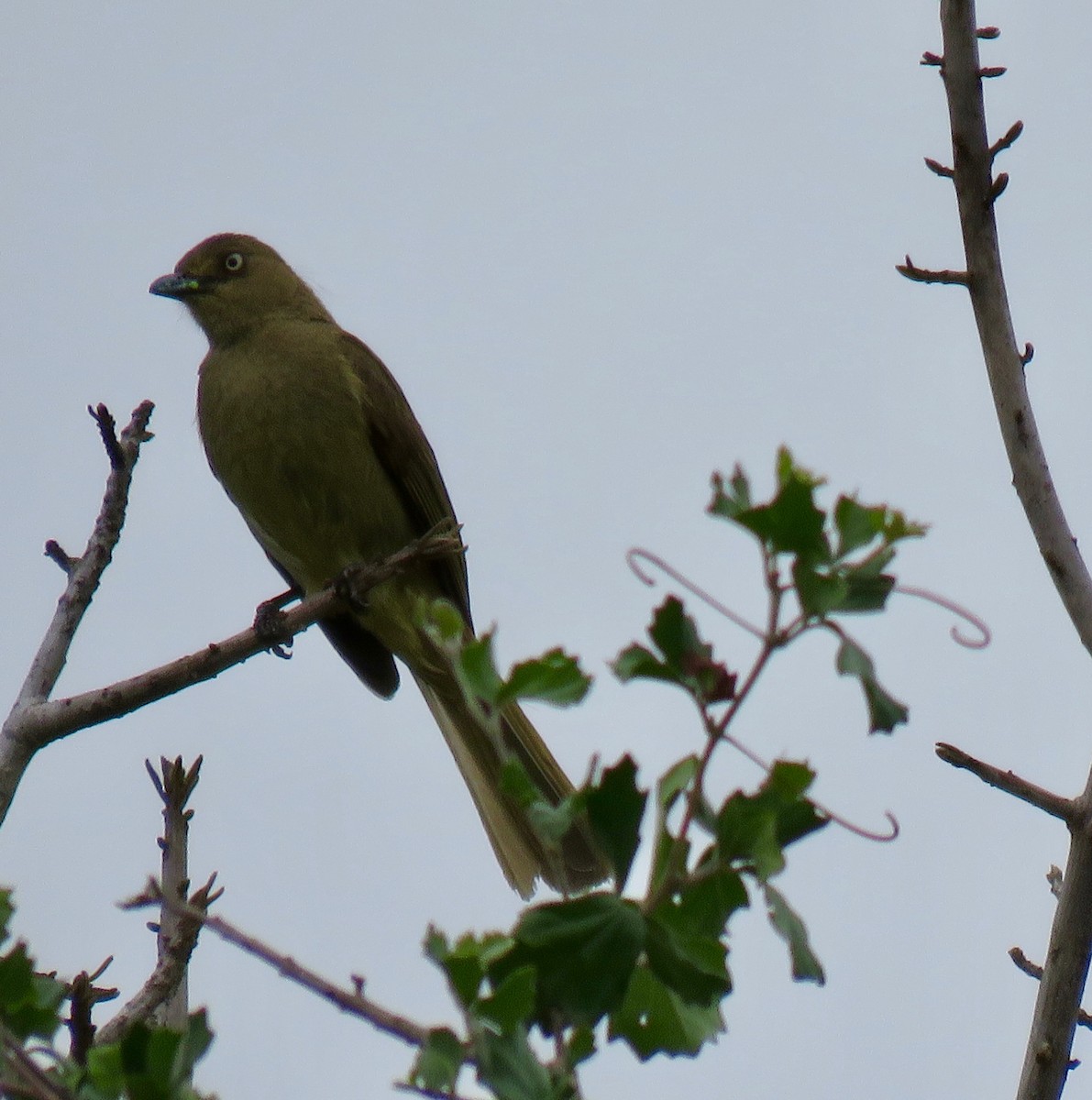Sombre Greenbul - ML286640341
