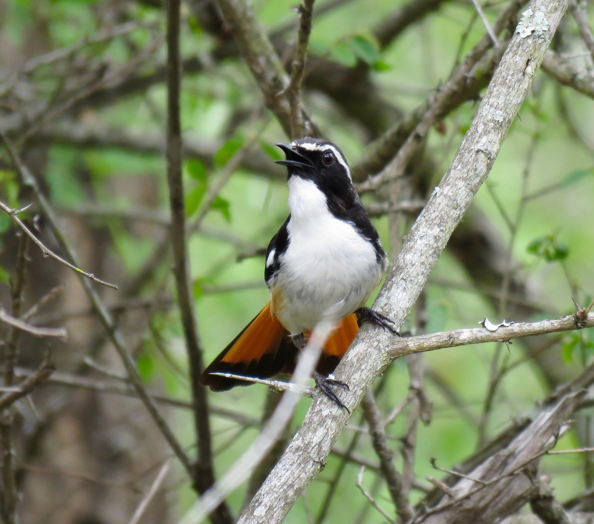 White-throated Robin-Chat - ML286641201