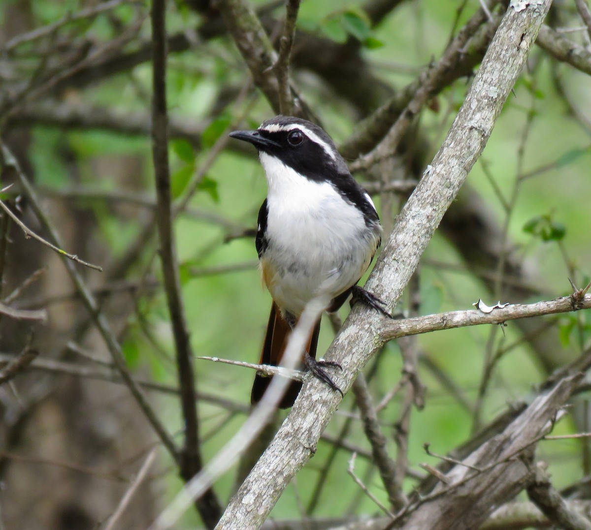 White-throated Robin-Chat - ML286641211