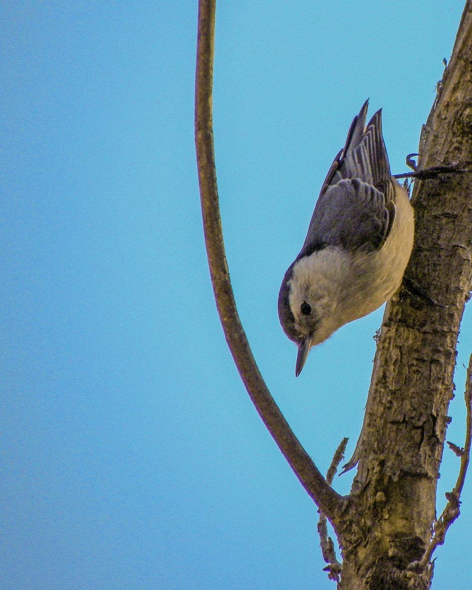 White-breasted Nuthatch - ML286642841