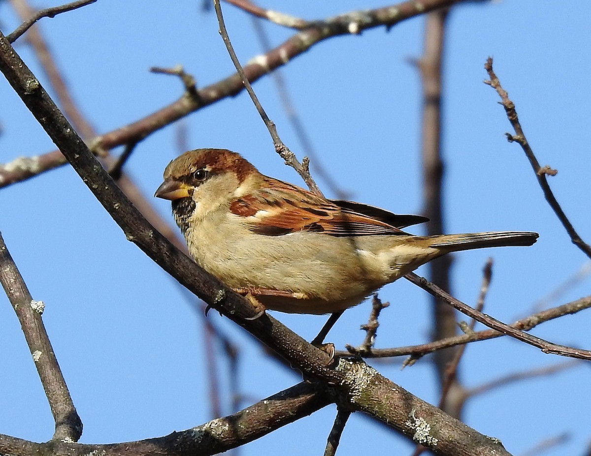 House Sparrow - ML286649181