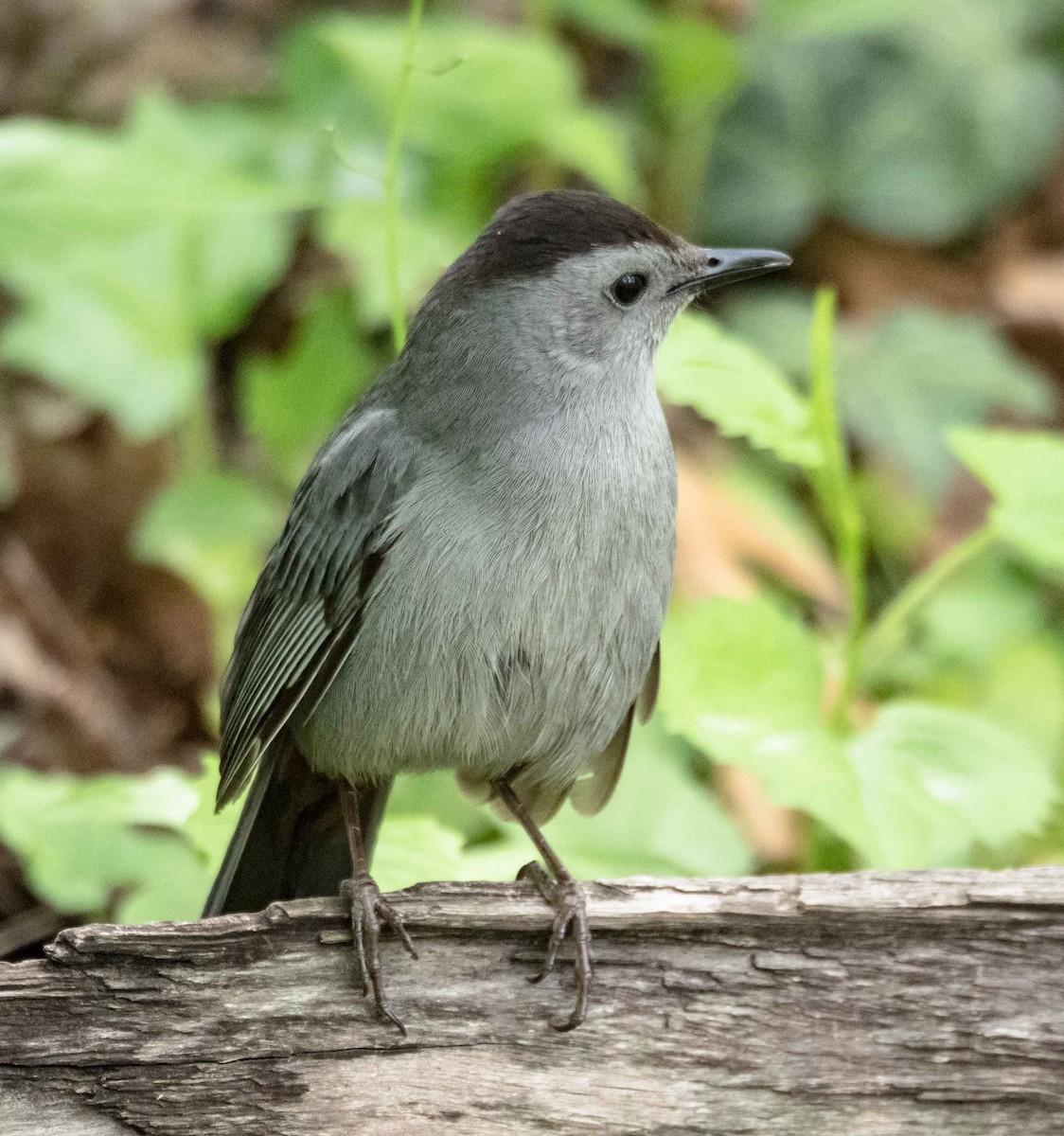 Gray Catbird - ML28664921