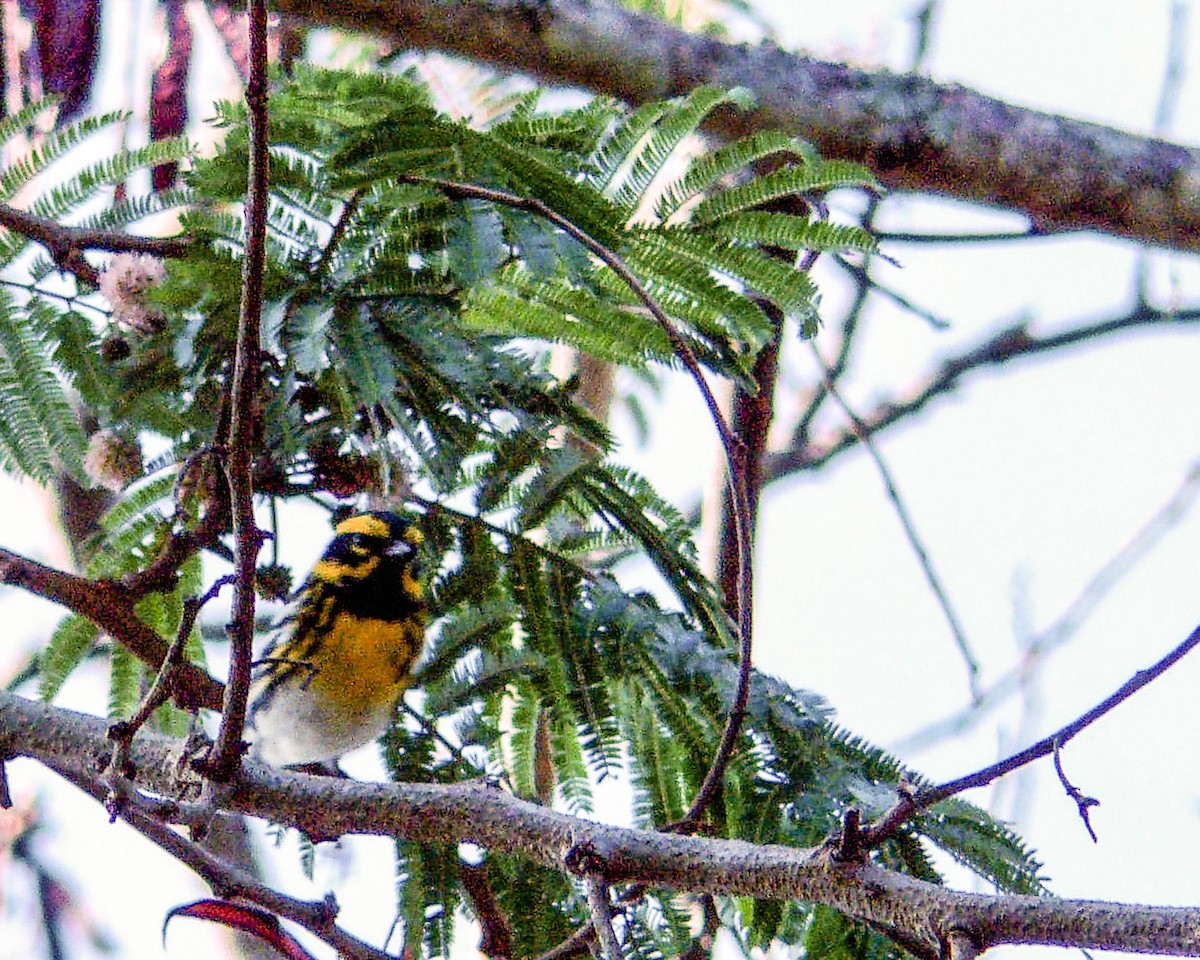 Townsend's Warbler - ML286649871