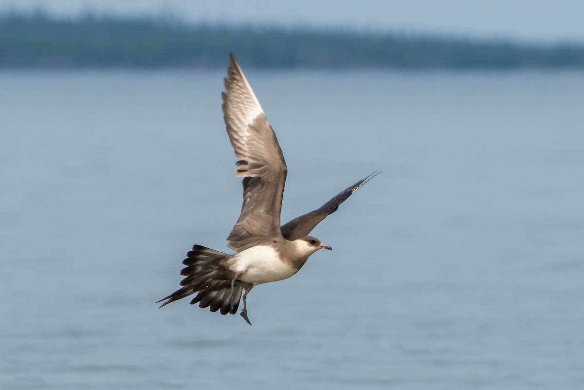 Parasitic Jaeger - ML286651101