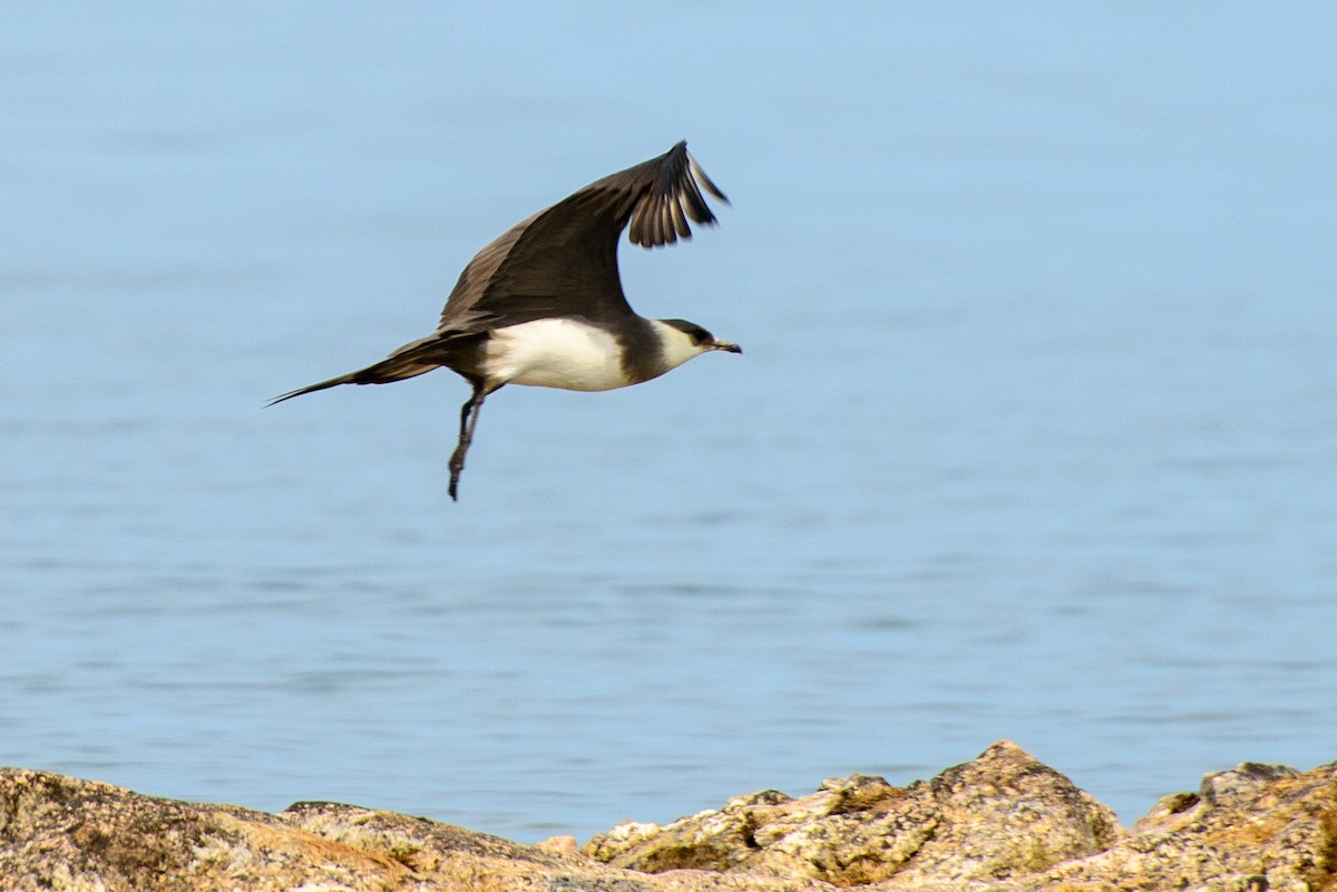 Parasitic Jaeger - ML286651151