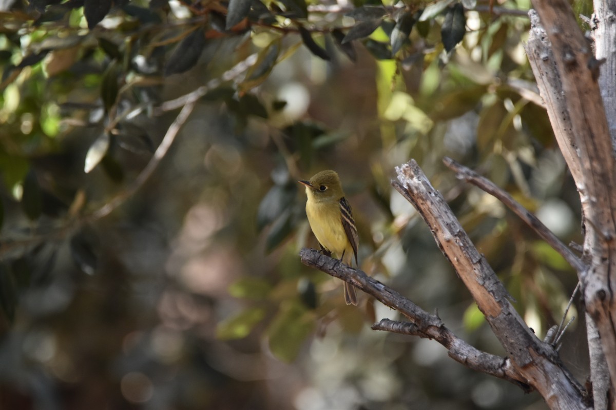 Western Flycatcher (Pacific-slope) - ML286651881