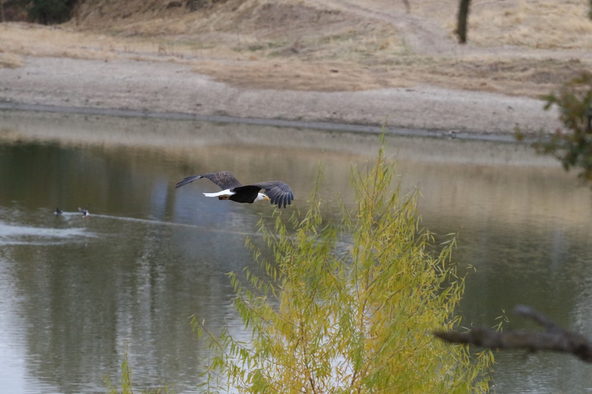 Bald Eagle - ML286652671